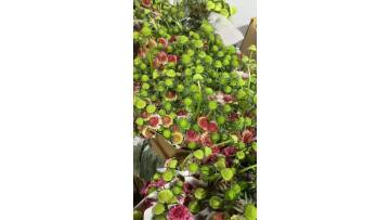 High Quality Scabiosa Marshmallow Scoop Flower for Wedding Decoration and Floral Arrangements