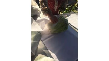 cabbage in factory