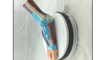 foot model