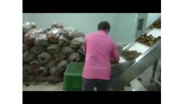 french fries production line