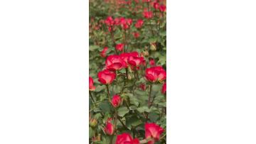 Summer Dance Multicolor Spray Rose