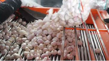 High-quality organic black garlic cloves