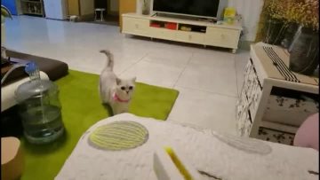 termed cat gun