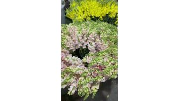 Wholesale Fresh Cut Flowers Snapdragon Light Pink and White Colors Wedding Decoration