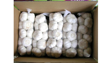 GARLIC PACKING BAG