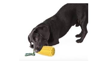 dog chew toy