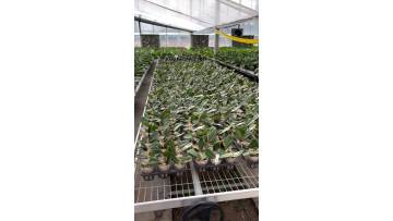 Venlo Glass Greenhouse
