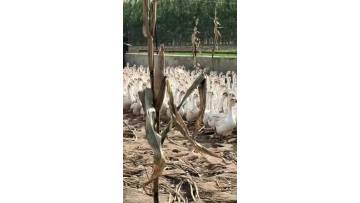 our gooses