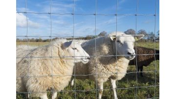goat fence 2