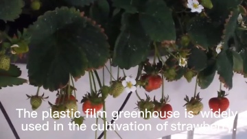Commercial Plastic Film Tunnel Greenhouse for strawberry1