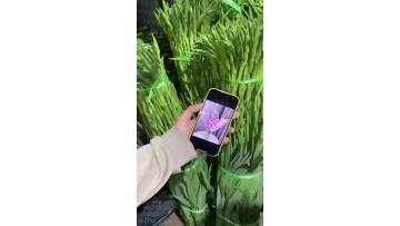 Fresh Cut Gladiolus Flowers Yi Lian You Meng Series - Long Stem Premium Quality Wholesale for Bouquets & Events