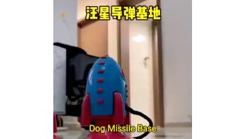 pet toy