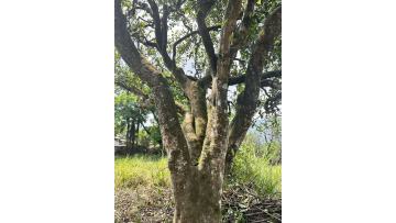 Growing Environment of Yunnan GABA Raw Pu‑er Tea