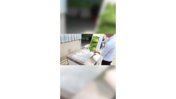 TS-X200: Gentle Cleaning for Lettuce & Leafy Greens
