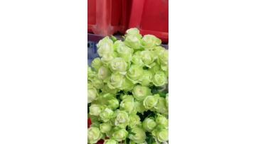 Green White Spray Roses