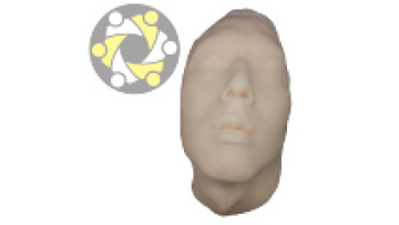 Silicon Neutral Head with Bone for Medical Anatomy Teaching1