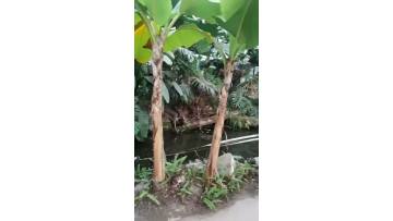 Bonsai Greenhouse for Indoor Plant Care