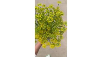 Wholesale Fresh Yellow Fennel Flower Direct from Farm