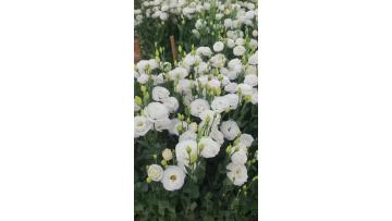 White Lisianthus and Eustoma in base