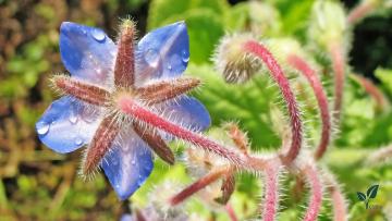 Borage starflower oil