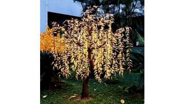 LED Lighted Weeping Willow Tree