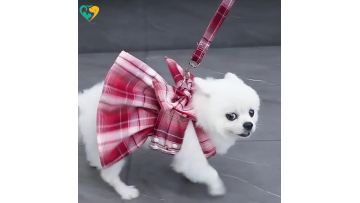 dog dress