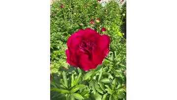 Command Performance Peony