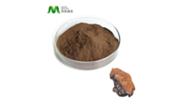 100% Cogumelo Chaga  Wild Chaga Mushroom Extract Powder Polysaccharides Organic Siberian Chaga Extract Powder1