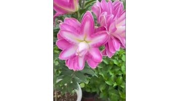 Lotus Fairy Double lily