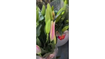 Sorbonne Pink Lily
