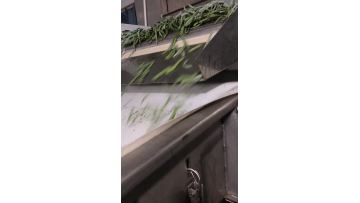 IQF green beans 