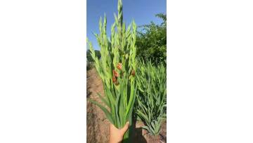Retro Gladiolus Flower for Elegant Home Decor & Wedding