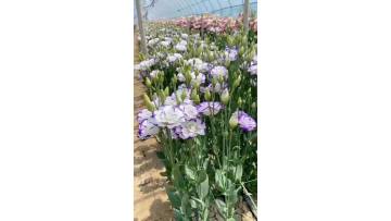Double Flower White with Purple Edge Lisianthus Fresh Cut Flower for Bouquet