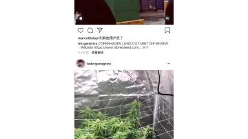K1000 for medical plants.mp4