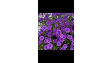 Multi-branched Aster chrysanthemum