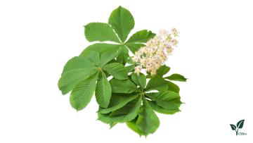Horse chestnut extract