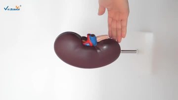 Kidney Model.mp4