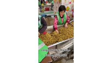 longan sorting machine Fruit and Vegetable Sorting Machine