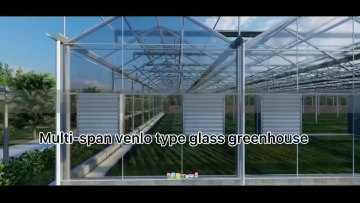 Agricultural Multi-span Greenhouse /Glass Greenhouse for vegetables and fruit1