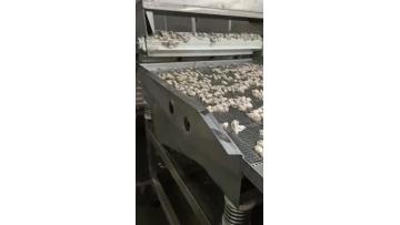 Spiral freezer for cuttlefish