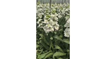 Wholesale Fresh Cut Flowers White Violet Flowers Wedding Decoration High Quality Fresh Flowers