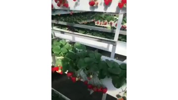 Chinese manufacturer strawberry greenhouse with hydroponic systems for sale1