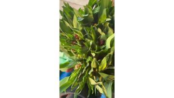 Fresh Orange Alstroemeria Six-Pointed Flowers – Perfect for Wedding & Floral Decor
