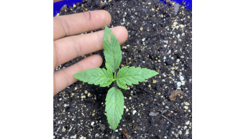 why need led grow light？