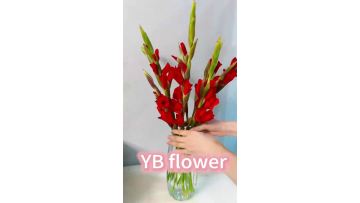 High Quality Red Gladiolus Fresh Cut Flower Bulk Wholesale Gladioli Bulbs For Event Decor