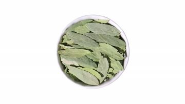 Sanna Leaf for Chinese Herb
