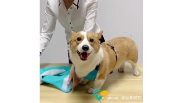 dog raincoat