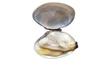 2021 new season short necked clam in shell1