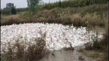Our farm in water