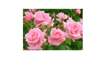 100% Pure Nature Low Price Bulgarian Essential Oil Rose Oil Perfume Oil1